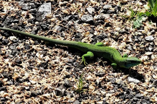 biodiversite camping lezard vert 600x400 - Glamping Frankrijk: Luxe tenten huren in Zuid-Frankrijk